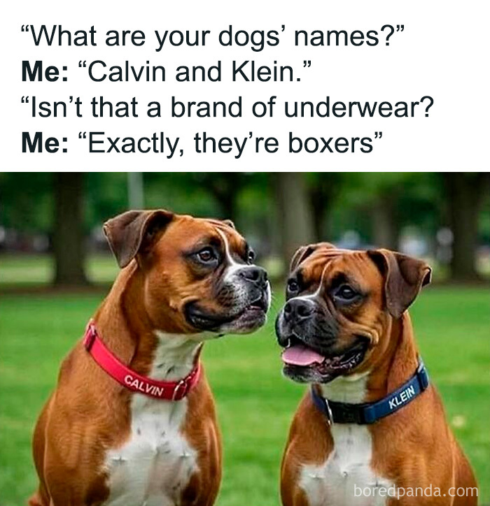 Two boxer dogs named Calvin and Klein with a funny meme about underwear brand and dog breed humor.