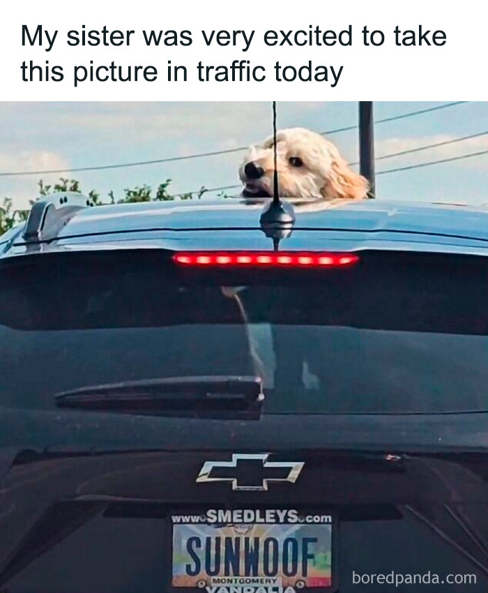 Funny meme showing a dog excitedly sticking its head out of a car sunroof in traffic, bringing light humor.