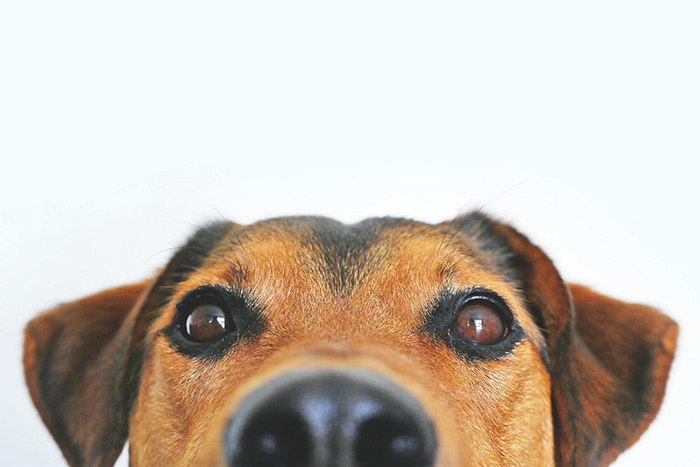 Close-up of a curious dog’s face with focus on the eyes, exploring can dogs be autistic like humans research. Close-up of a curious dog’s face with focus on the eyes, exploring can dogs be autistic like humans research.