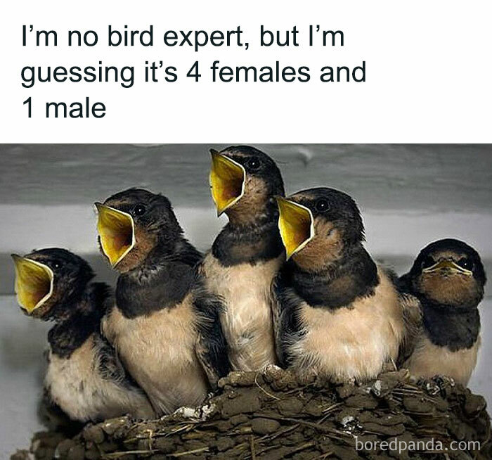 Five young birds in a nest with four having open beaks, representing a cringe-worthy take on women humor.