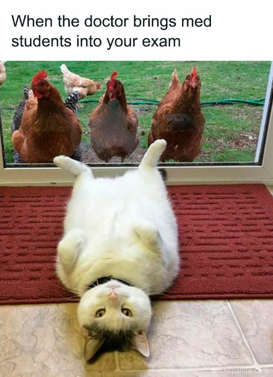 Funny animal meme of a cat lying upside down inside while three chickens watch from outside a glass door.