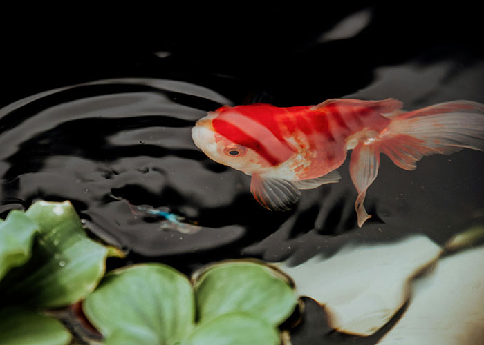 Colorful goldfish swimming near water plants, symbolizing memorable moments experienced by psychiatric institution workers.