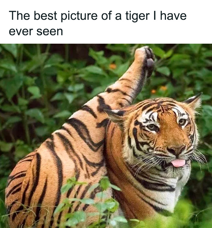Tiger playfully stretching with tongue out in a funny and cute animal meme to bring positivity to your day.