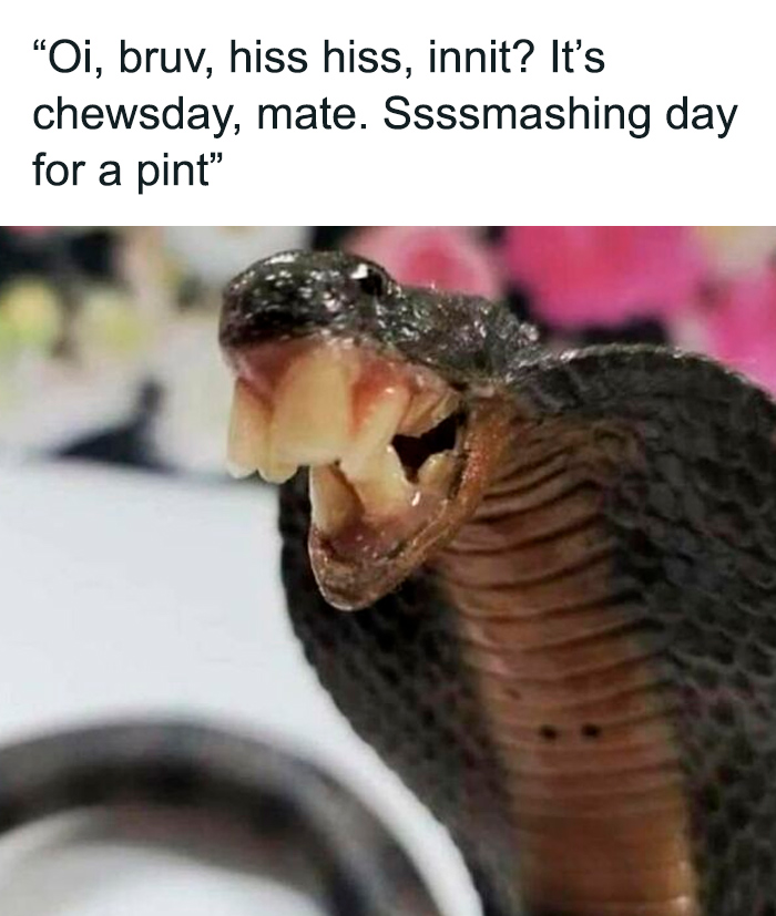 Snake with human-like teeth in a funny animal meme captioned with a humorous British accent phrase.