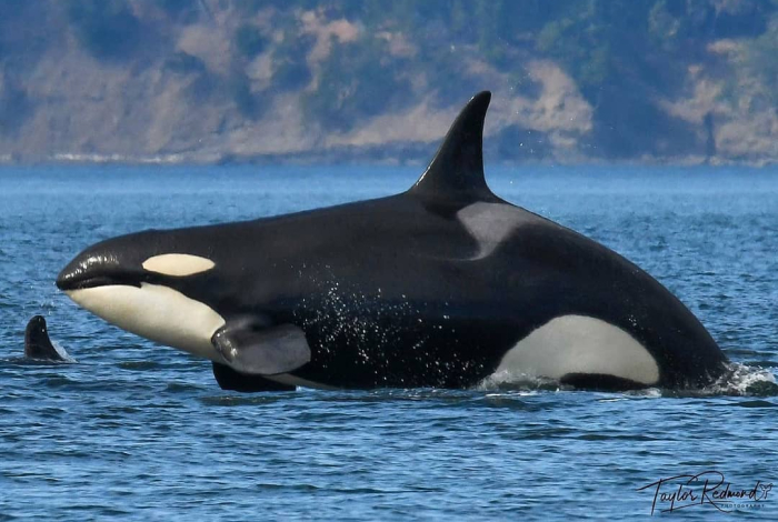 Orcas