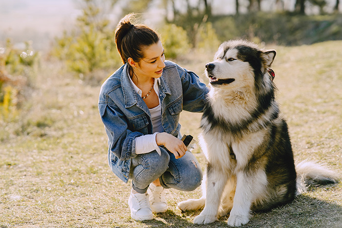 Woman in denim jacket brushing her large dog outdoors, exploring if dogs can be autistic like humans according to scientists. Woman in denim jacket brushing her large dog outdoors, exploring if dogs can be autistic like humans according to scientists.