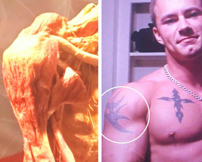 Preserved skinned body on display in Las Vegas museum alongside photo of tattooed man allegedly related to the exhibit. Preserved skinned body on display in Las Vegas museum alongside photo of tattooed man allegedly related to the exhibit.
