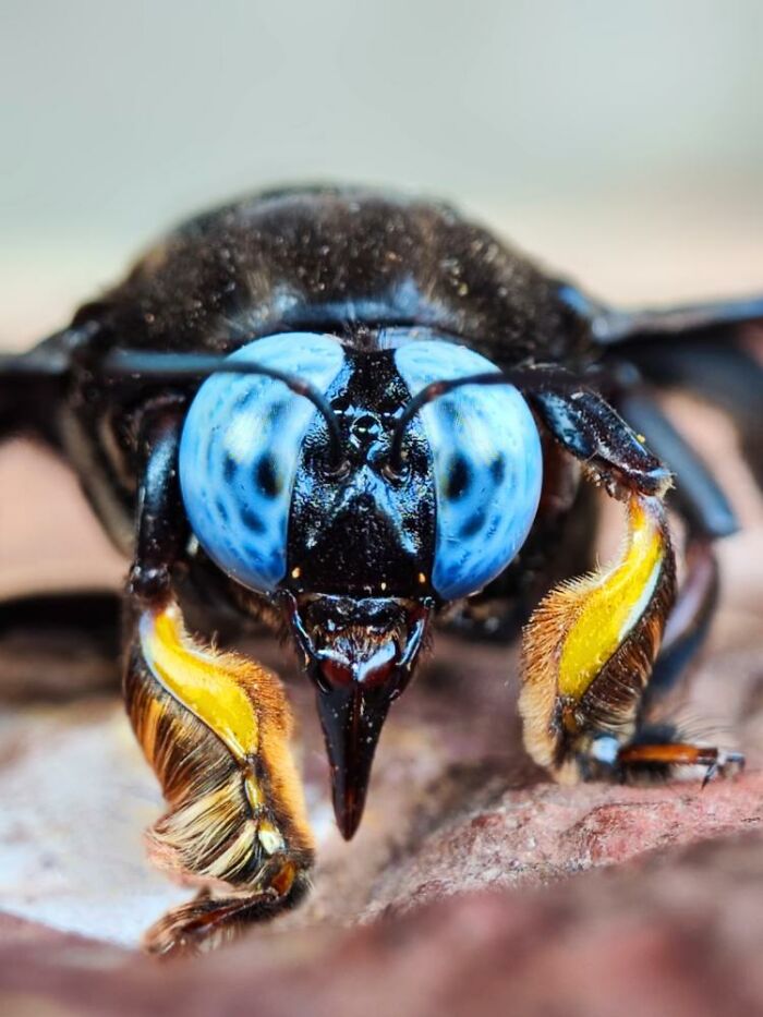 Macro photo of a tiny creature showing detailed blue eyes and fuzzy yellow legs in a hidden world of insects.