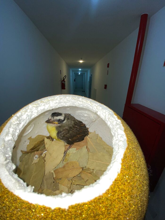 A rescued young great kiskadee bird resting inside a handmade mini bird nest filled with dry leaves in a hallway. A rescued young great kiskadee bird resting inside a handmade mini bird nest filled with dry leaves in a hallway.
