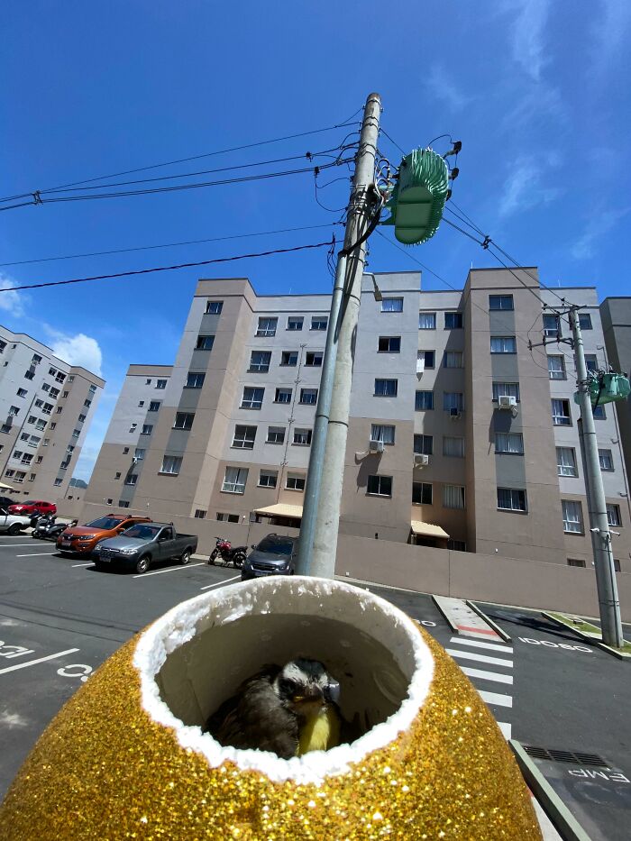 Rescued great kiskadee bird nestled inside a glittery mini bird mom in an urban parking area under clear blue sky. Rescued great kiskadee bird nestled inside a glittery mini bird mom in an urban parking area under clear blue sky.