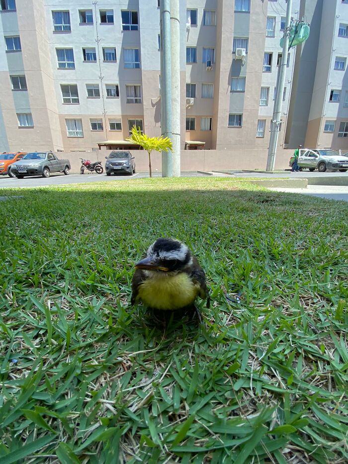 Young great kiskadee bird sitting on green grass in an urban area after being rescued and cared for. Young great kiskadee bird sitting on green grass in an urban area after being rescued and cared for.