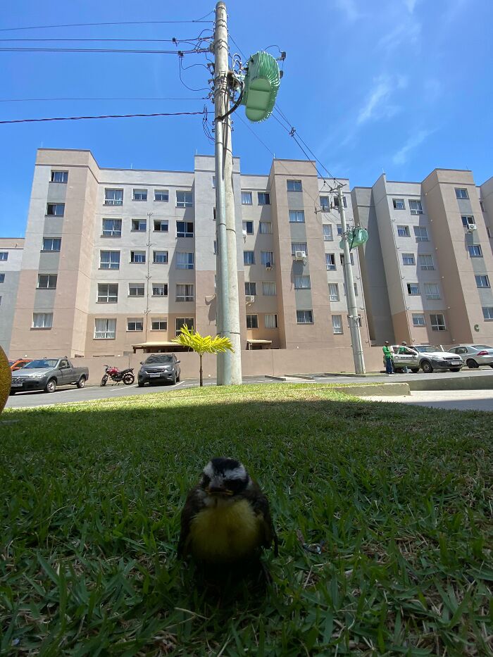 Great Kiskadee bird resting on grass in front of apartment buildings on a sunny day after rescue and care. Great Kiskadee bird resting on grass in front of apartment buildings on a sunny day after rescue and care.