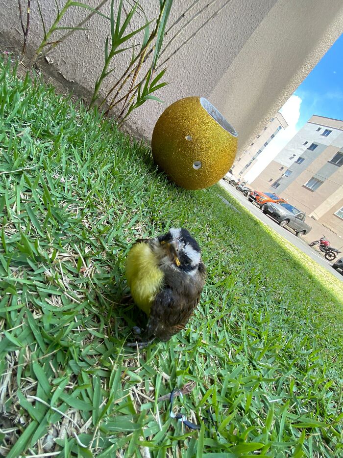 Young great kiskadee bird on grass near a handmade mini bird shelter in an urban outdoor setting. Young great kiskadee bird on grass near a handmade mini bird shelter in an urban outdoor setting.