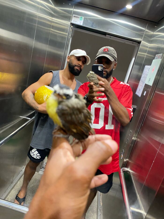 Two men taking a selfie in elevator holding a rescued great kiskadee bird on hand close to the camera. Two men taking a selfie in elevator holding a rescued great kiskadee bird on hand close to the camera.
