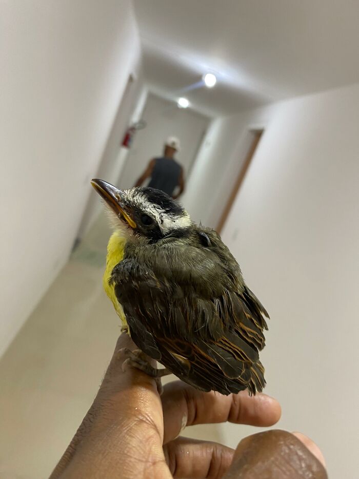 Close-up of a great kiskadee perched on a person's finger after being rescued and cared for indoors. Close-up of a great kiskadee perched on a person's finger after being rescued and cared for indoors.