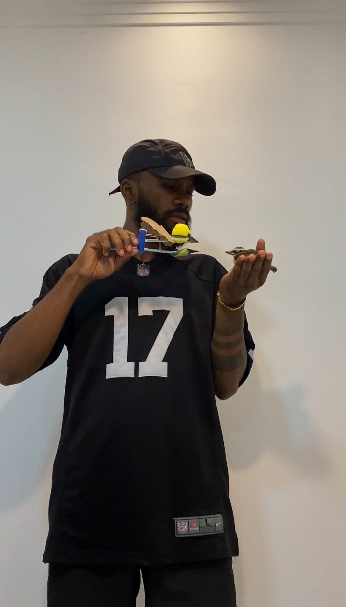 Man holding a rescued great kiskadee bird and a mini bird mom model, wearing a black cap and sports jersey. Man holding a rescued great kiskadee bird and a mini bird mom model, wearing a black cap and sports jersey.