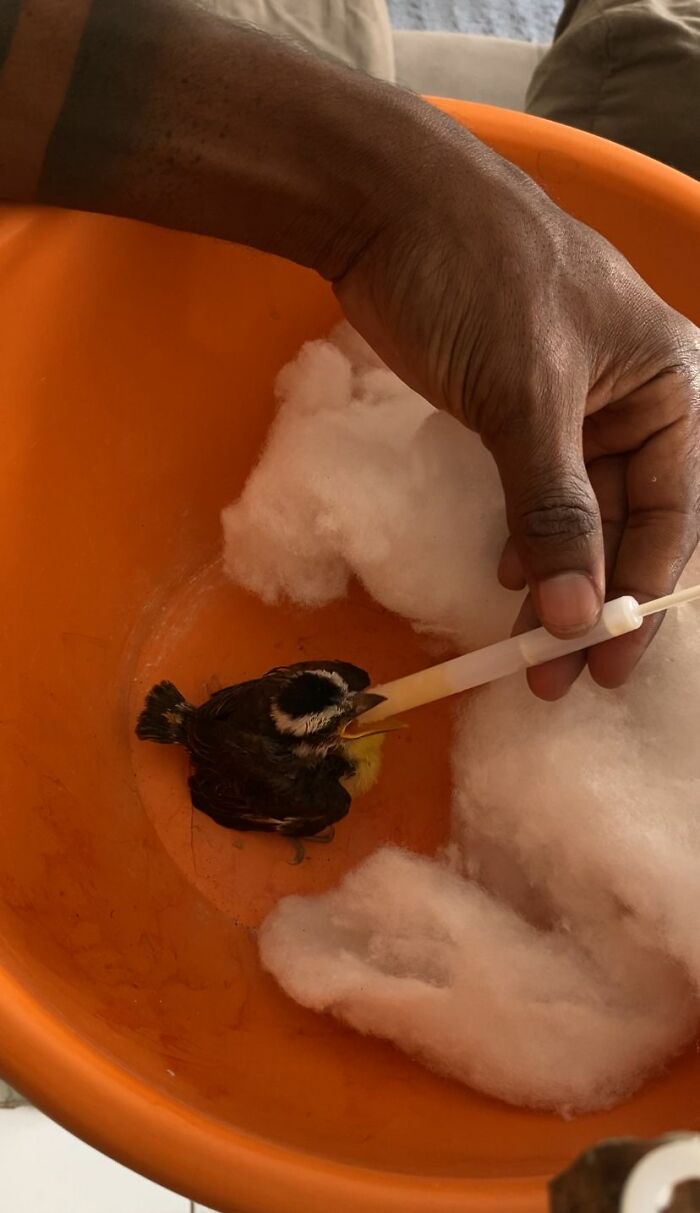 Hand feeding a rescued Great Kiskadee chick inside an orange container with cotton for comfort. Hand feeding a rescued Great Kiskadee chick inside an orange container with cotton for comfort.