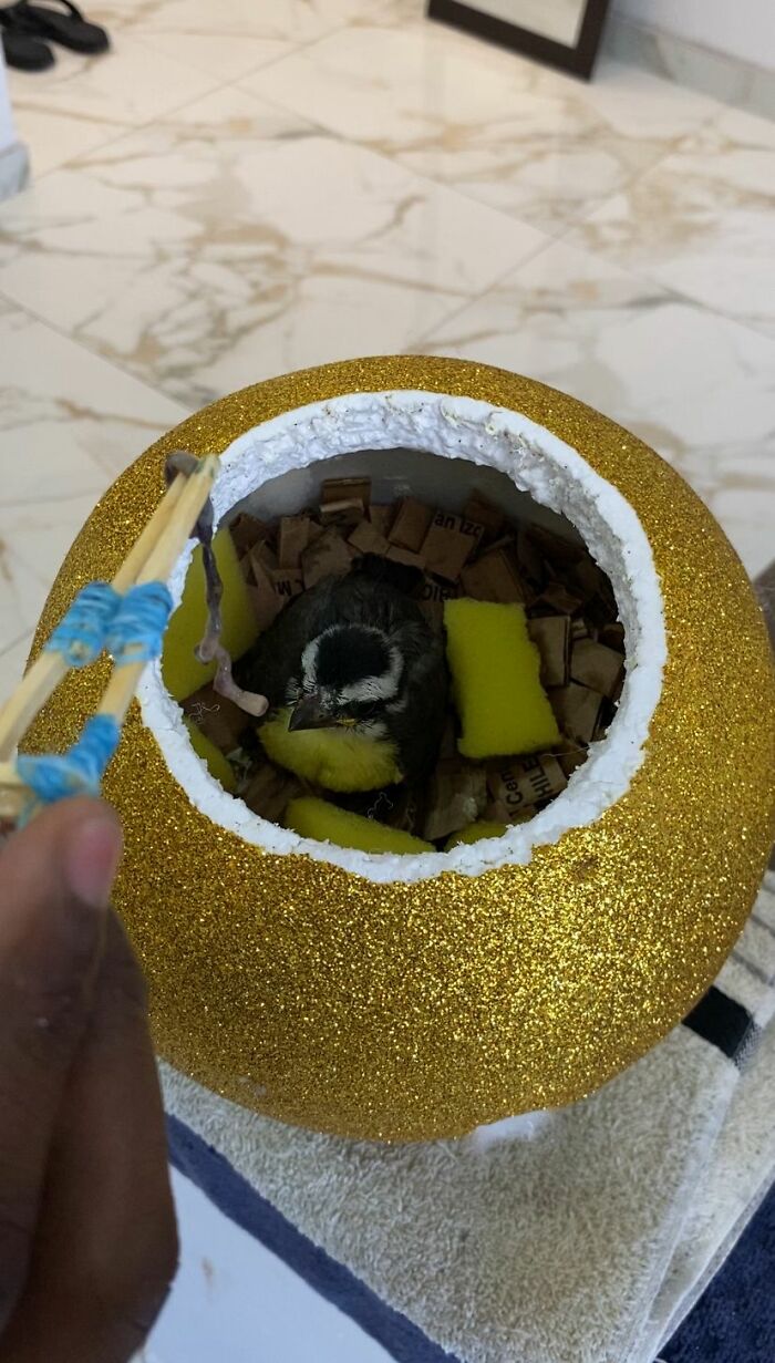 Rescued great kiskadee bird inside glittery golden nest with homemade mini bird mom in indoor setting. Rescued great kiskadee bird inside glittery golden nest with homemade mini bird mom in indoor setting.