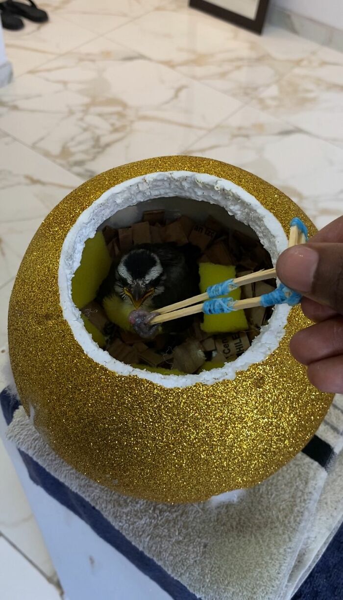 Hand feeding a rescued Great Kiskadee inside a glittery gold mini bird mom nest on a tiled floor. Hand feeding a rescued Great Kiskadee inside a glittery gold mini bird mom nest on a tiled floor.