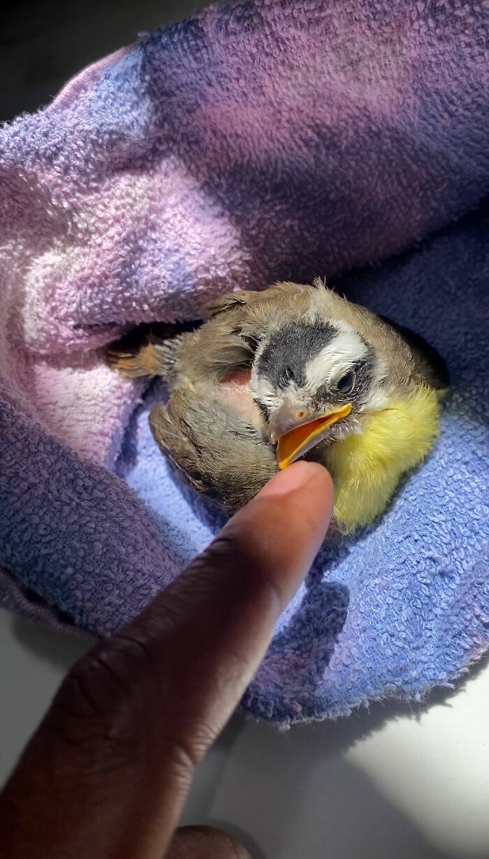 A rescued great kiskadee bird resting on a towel while a finger gently touches its beak. A rescued great kiskadee bird resting on a towel while a finger gently touches its beak.