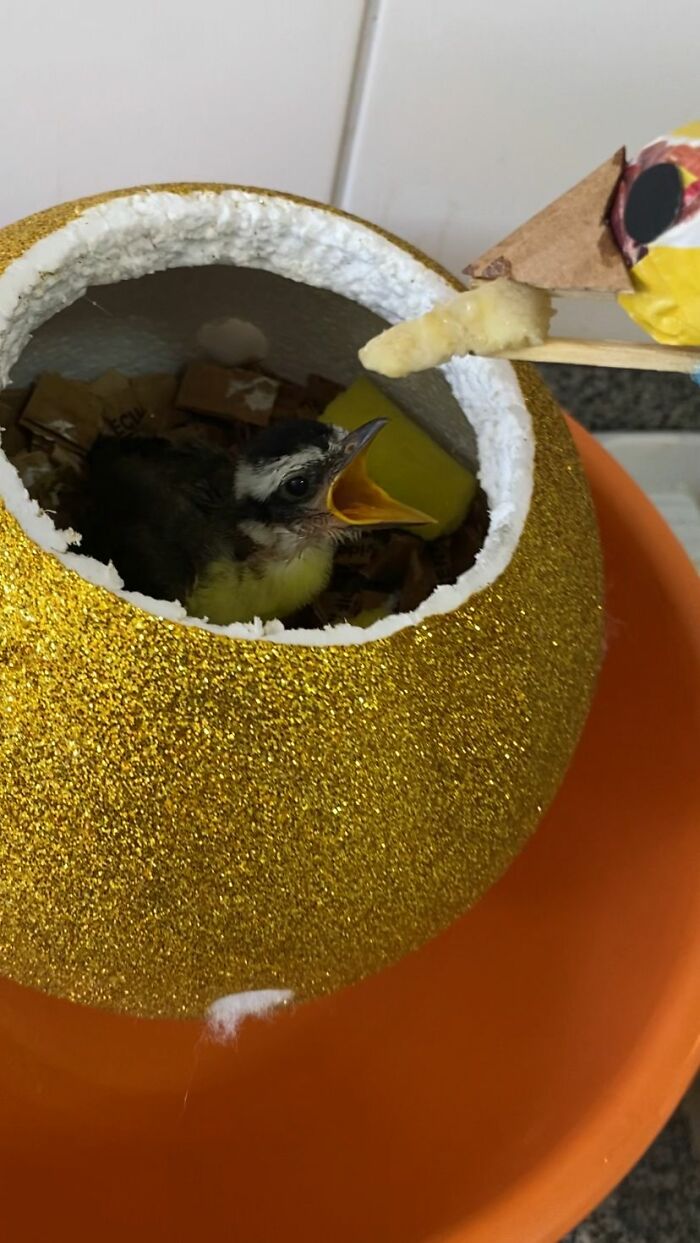 Great Kiskadee bird chick inside a glittery nest being fed with a mini handmade bird mom figure on a stick. Great Kiskadee bird chick inside a glittery nest being fed with a mini handmade bird mom figure on a stick.
