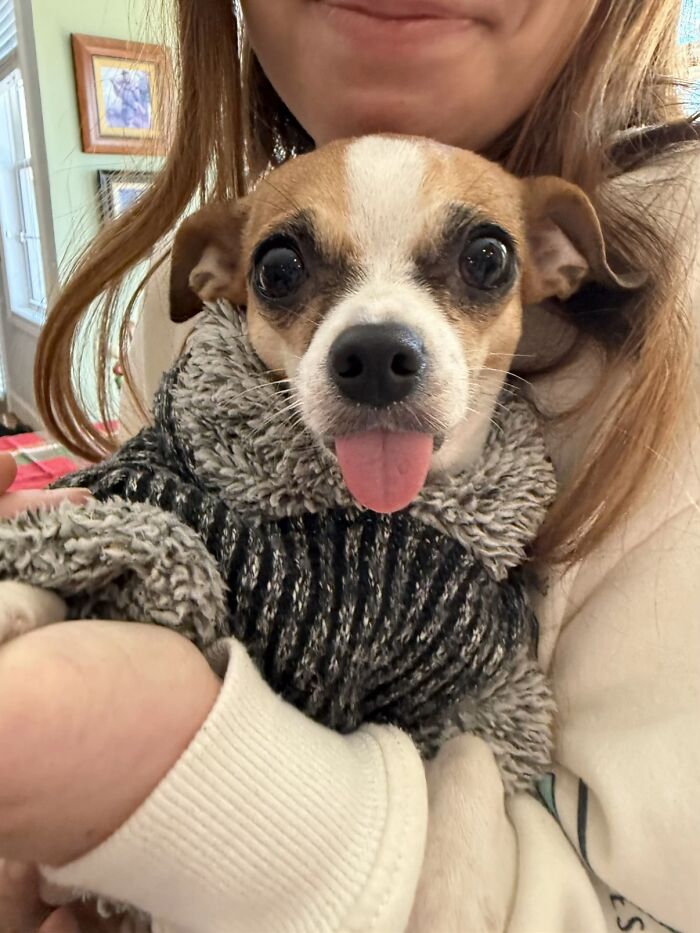 Small dog wearing a sweater with tongue out, held by person, one of the awkward photos of pets people shared online.