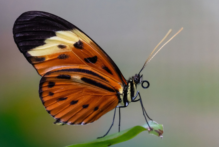 Close-up of a butterfly perched on a leaf, showcasing one of the smartest animals ever studied according to science.