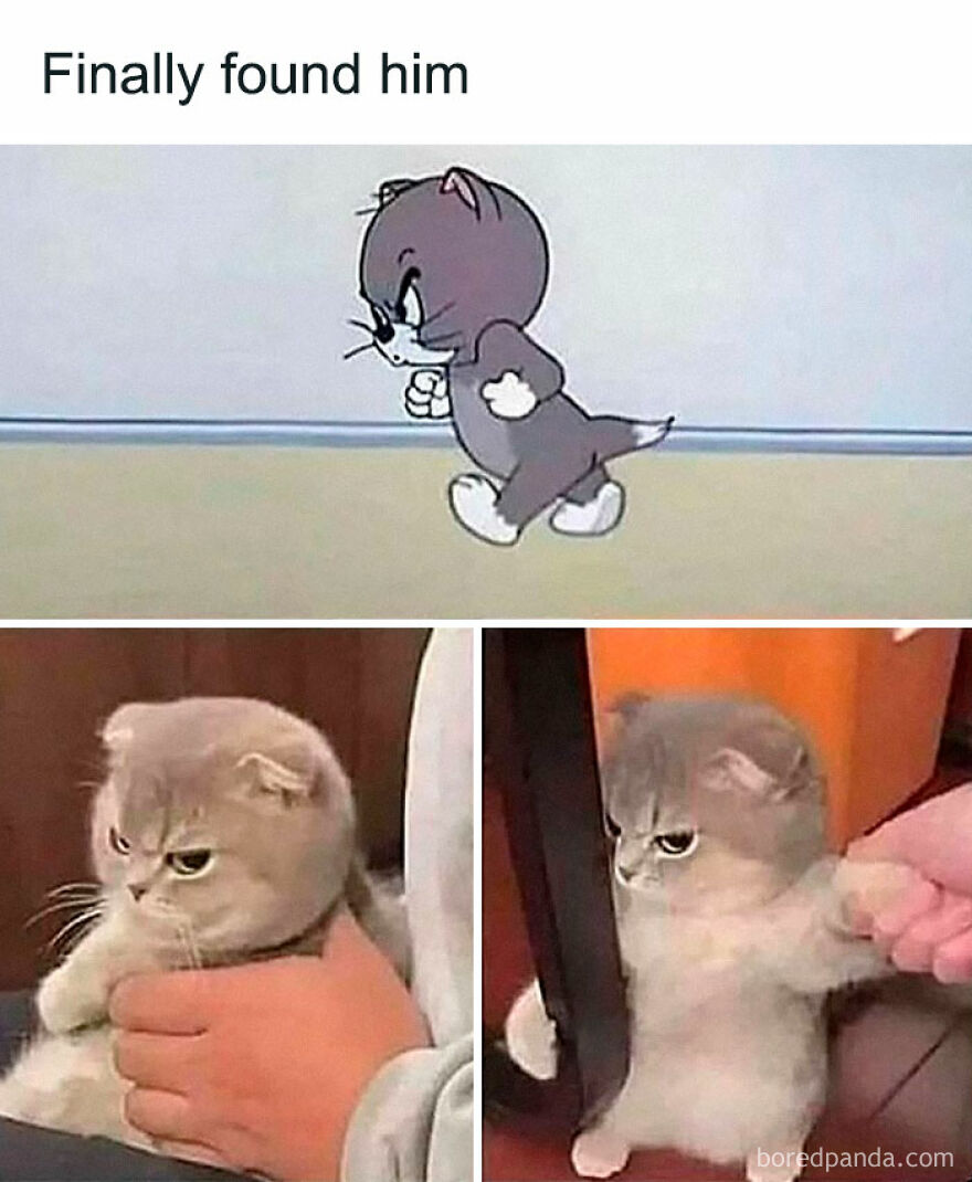 Angry cartoon cat walking with a grumpy real cat held and released, funny animal memes capturing feline mood.