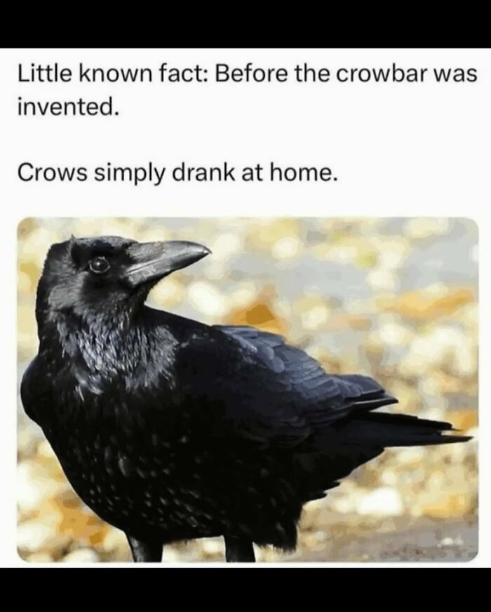 Funny meme featuring a crow with a joke about crows drinking at home, relating to cute animal memes.