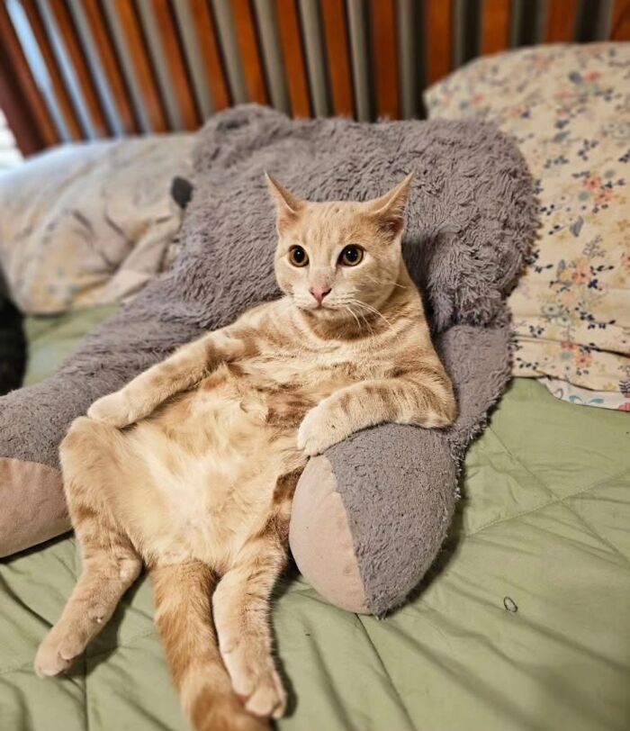 A cat sitting awkwardly on a bed, leaning against a stuffed animal in a relaxed pose.