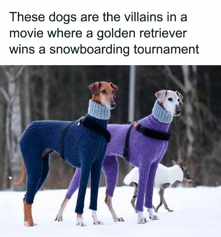 Two dogs in colorful sweaters standing in snow, featured in a funny animal meme to bring light to your day.