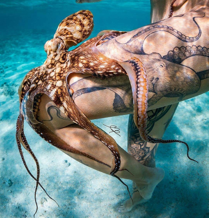 Octopus resting on a tattooed person's leg underwater, showcasing one of the smartest animals ever studied by science.