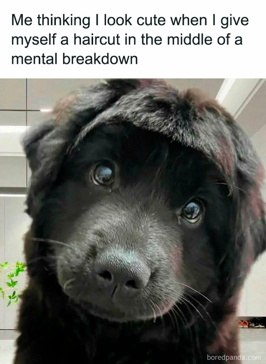 Close-up of a black puppy with a funny uneven haircut, perfect for funny animal memes to brighten your day.