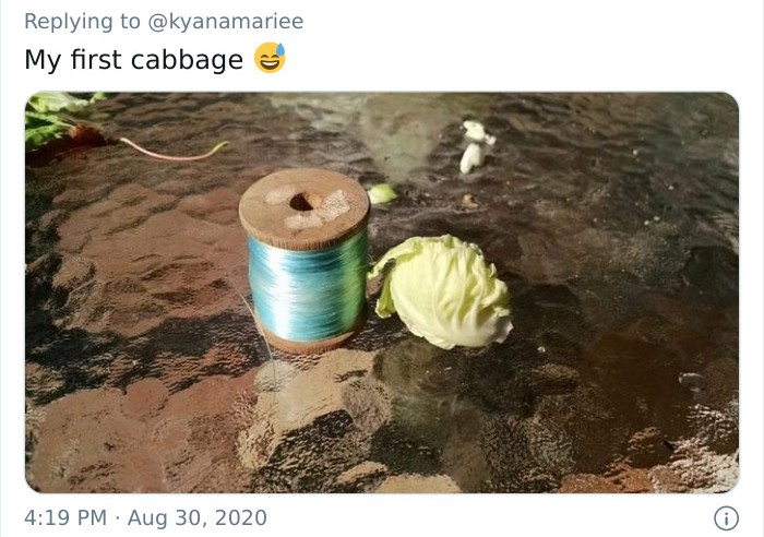 Tiny failed harvest of a miniature cabbage next to a spool of blue thread on a textured glass surface.