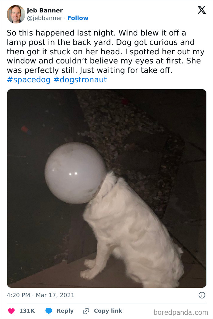 Dog stuck with a lamp globe on its head in the backyard, showing a funny moment of animals getting stuck in unexpected situations.