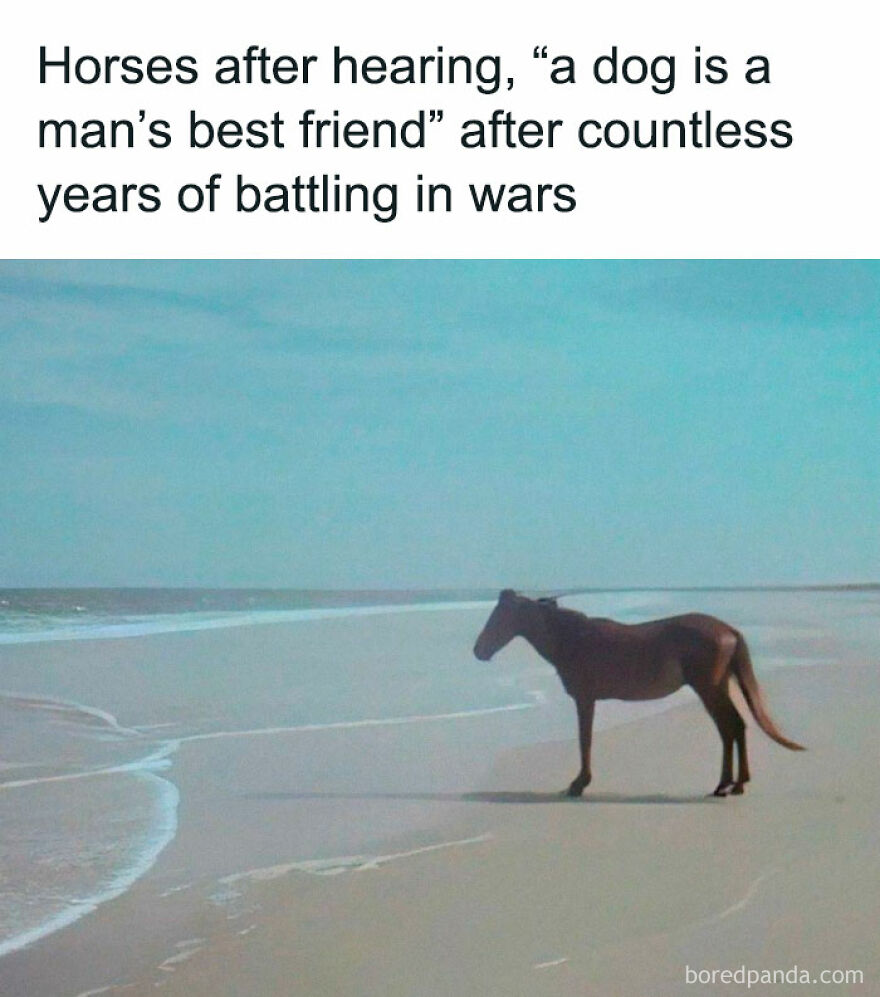 Horse standing alone on a beach reflecting in a funny animal meme about being man's best friend after war battles.