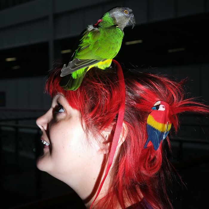 Woman with bright red hair and a green parrot on her head, showing pets and their humans looking alike.