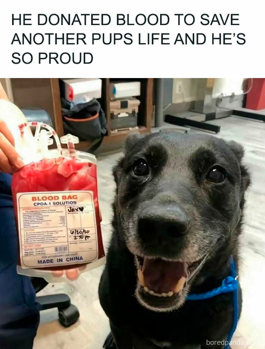 Happy dog next to a blood bag after donating, featured in funny animal memes to bring light to your day.