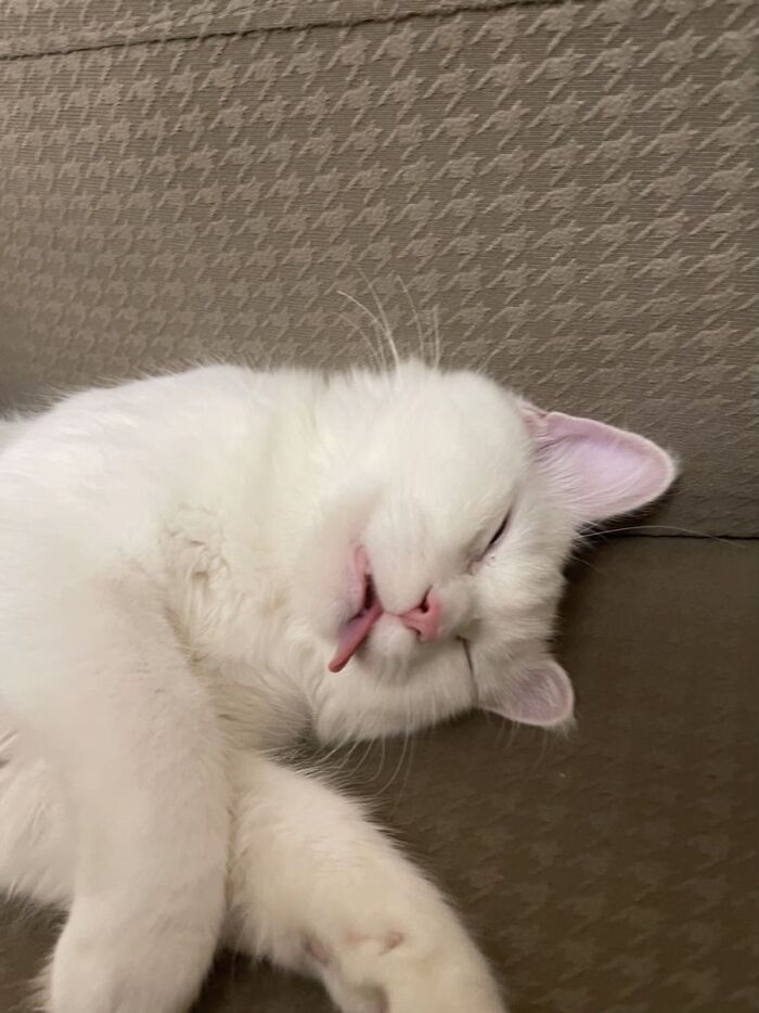 White cat sleeping awkwardly with tongue sticking out on a patterned couch in a funny pet photo.