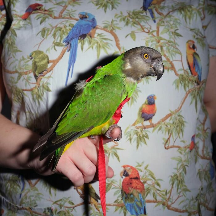 Person wearing a bird-patterned shirt holding a green parrot, showcasing pets and their humans looking shockingly alike.