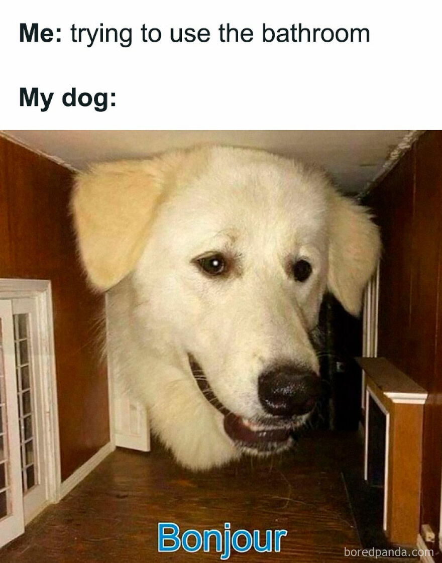 Large white dog’s head appearing humorously oversized in a small room, funny animal meme illustrating dog behavior.