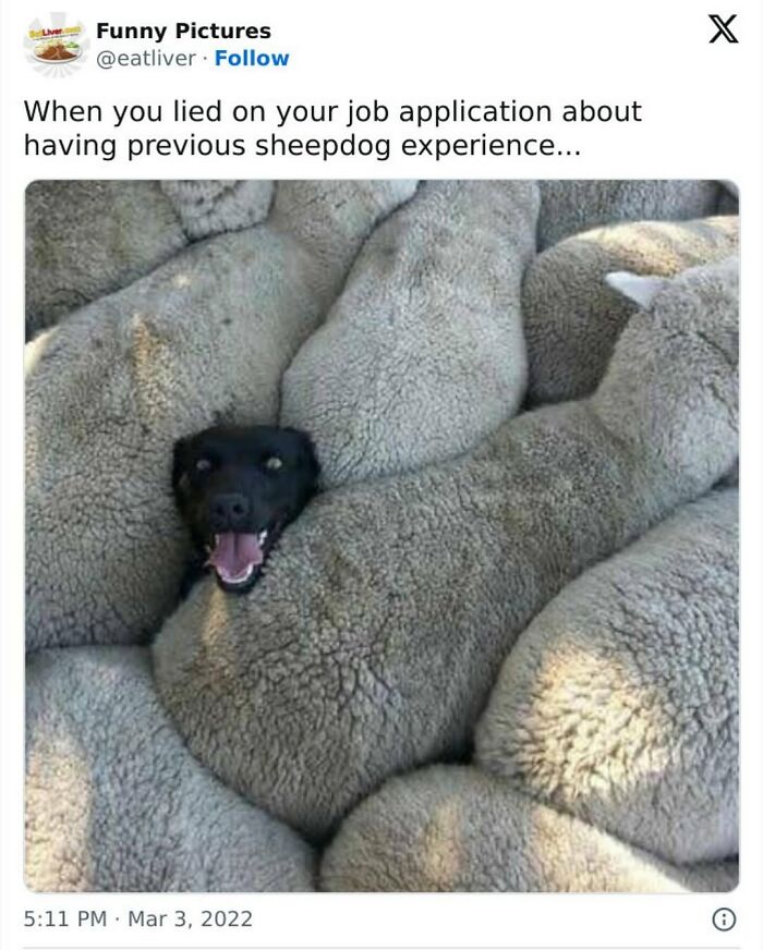 Black dog hidden among sheep with a funny expression, one of the cute animal memes bringing positivity to your day.