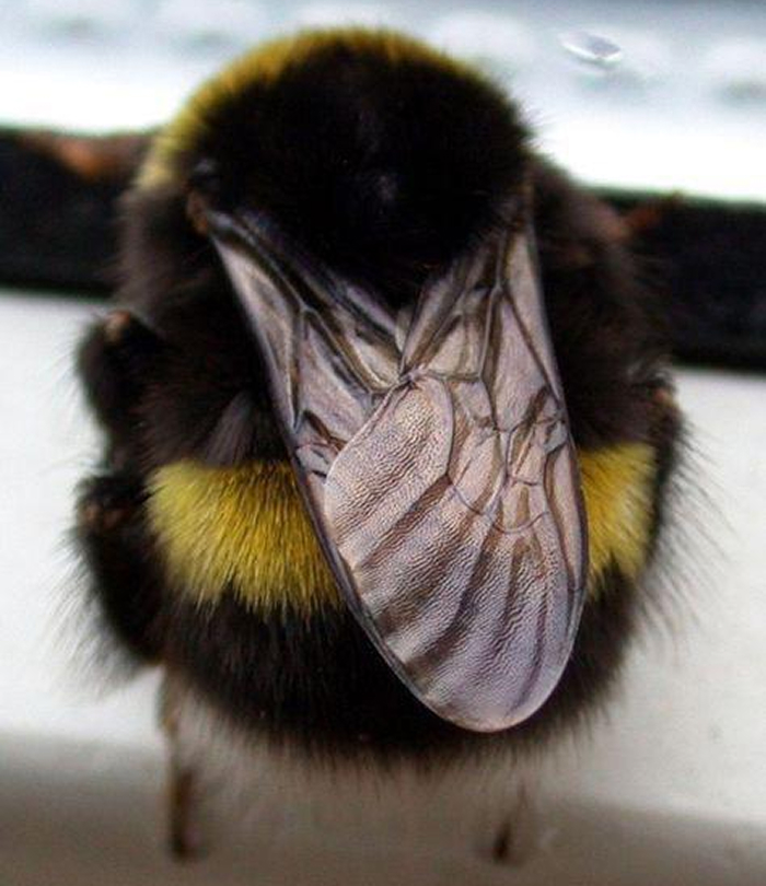 Close-up of a bumblebee wing showcasing one of the smartest animals ever studied according to science.