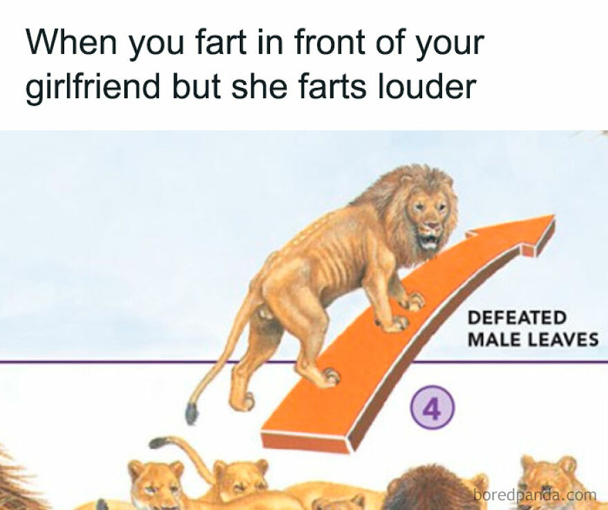 Funny animal meme showing a lion with caption about farting and a defeated male lion walking away humor in animal memes