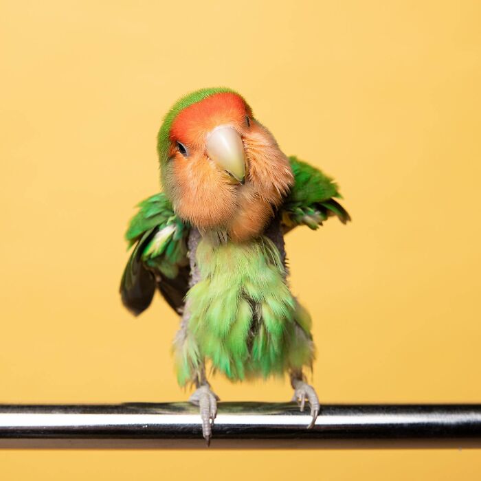 Colorful parrot with expressive face photographed by Greg Murray, showcasing unique animal expressions in vibrant detail.