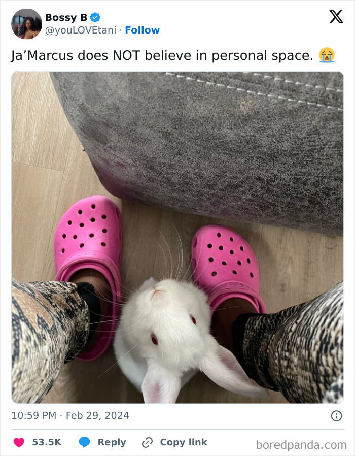 White rabbit squeezing between feet wearing pink shoes, showing loss of personal space with a pet at home.