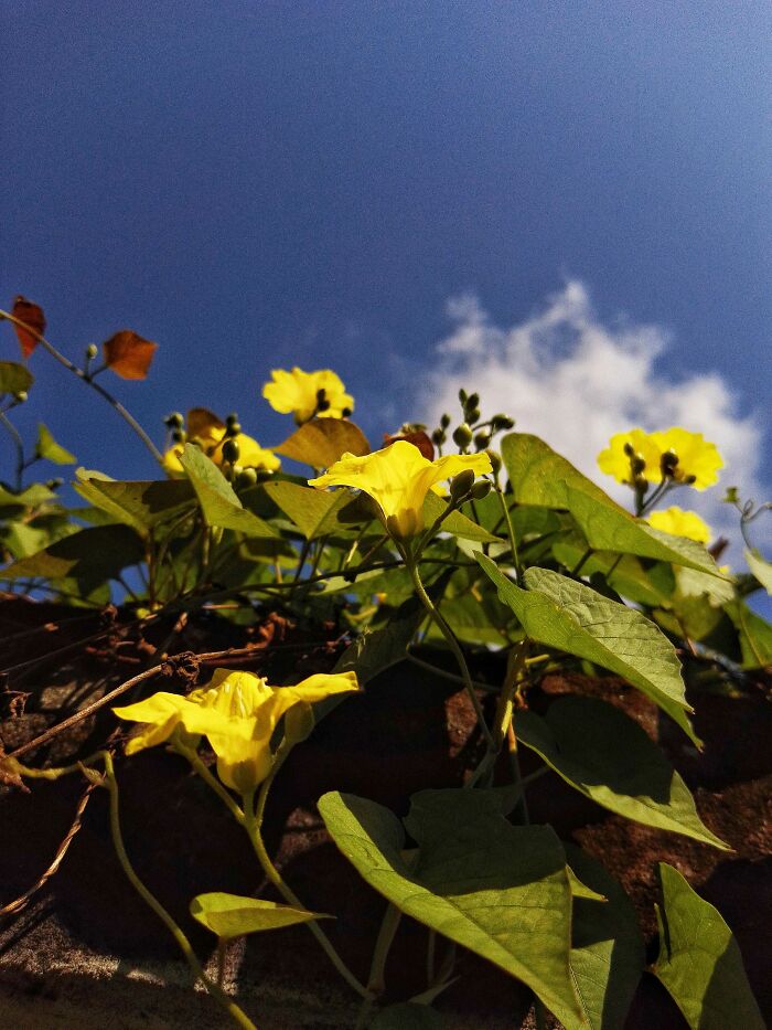 I Took 20 Captivating Shots Of Flowers