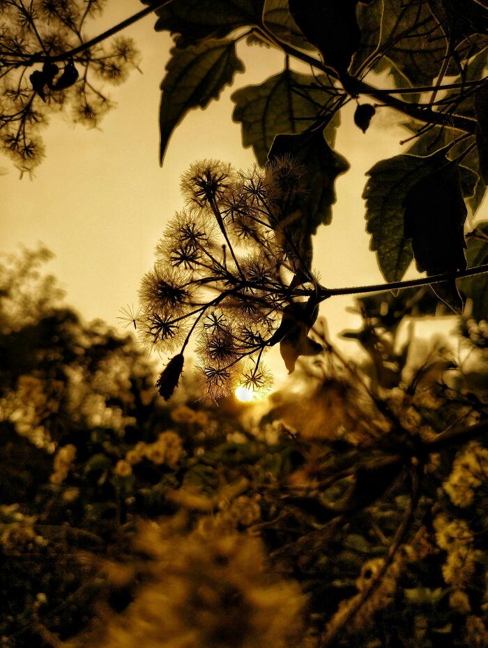 I Took 20 Captivating Shots Of Flowers