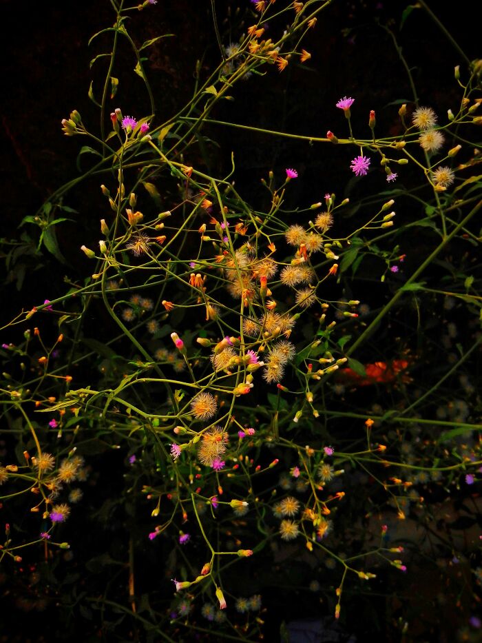 I Took 20 Captivating Shots Of Flowers