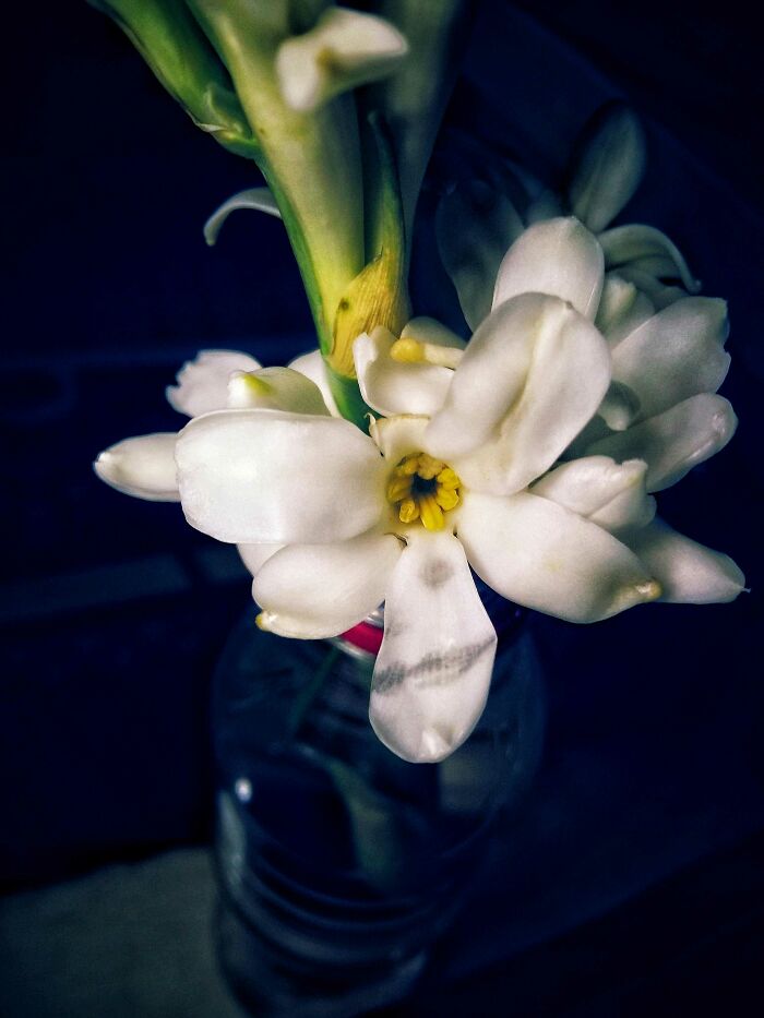 I Took 20 Captivating Shots Of Flowers